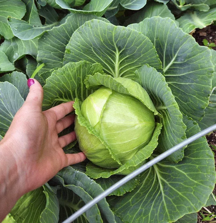 Jordan's hand on a head of cabbage growing in the garden