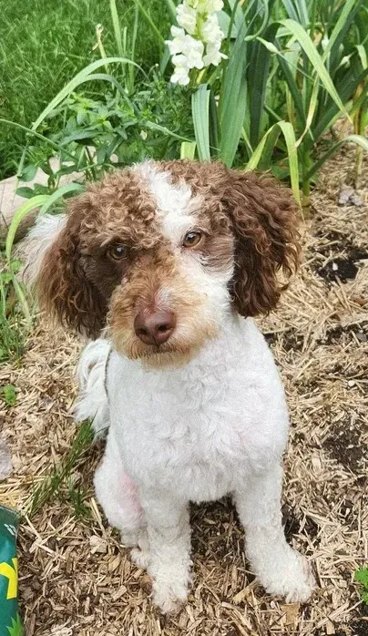 Mark, Jordan's white and brown doodle, sitting in the garlic bed